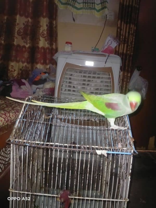 Raw parrot female 0