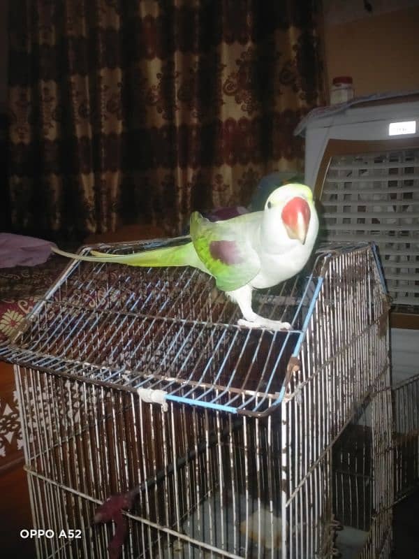 Raw parrot female 1