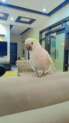 Triton Cockatoo