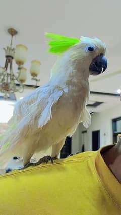 Cockatoo Parrot