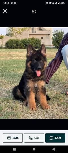 German Shepherd dogs |imported dogs |fancy dogs |cute| puppies |dogs