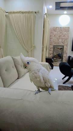 Goffin Cockatoo