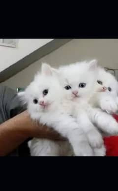 Persian kittens| Punch face| imported| fancy| Cat| Pair| baby Cat