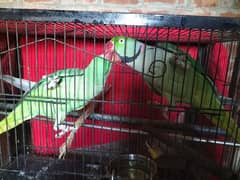 raw parrots| imported parrots| parrot| raw totty| bolny waly