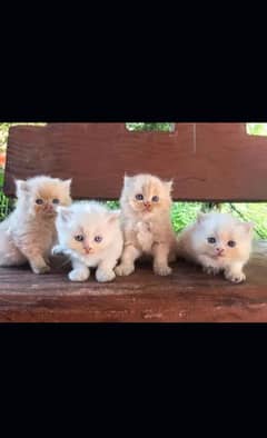 Persian kittens| Punch face| imported| fancy| Cat| Pair| baby Cat