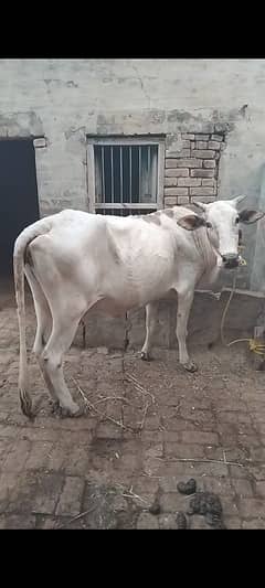 cows with bache 7 ma sanar