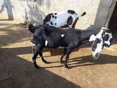 2 goats for sale urgent