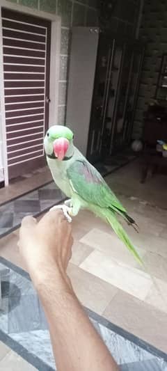 Raw parrot