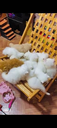 Persian cat for sale male or female vaccine clmy WhatsApp 23=00=97=122