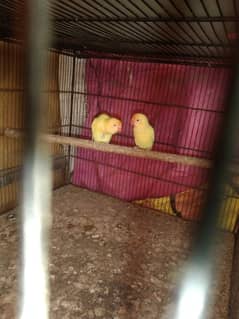 breeder pair with chicks for sale 03113945468