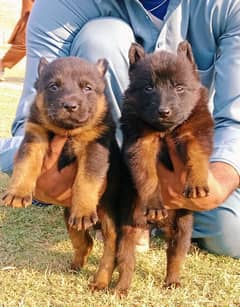 German shepherd puppies / puppy / GSD pup / german shepherd