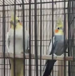 cockatiel