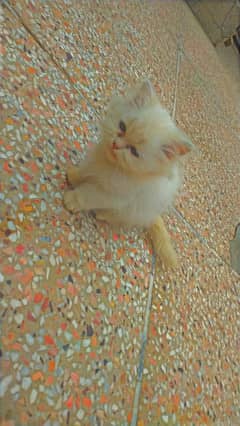 Persian cat male triple coat