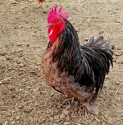 Bantam Male Available