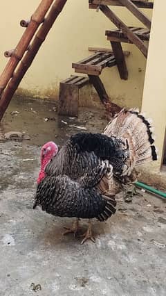 Turkey male breeder