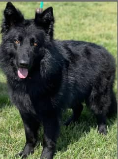 Black German Shepherd | Long Coat female | Dog | GSD for Sale