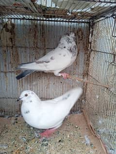 white pigeons