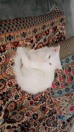 Persian male Cat Blue eyes