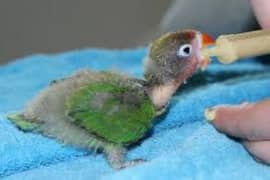 Hand tamed love bird chicks available different colour