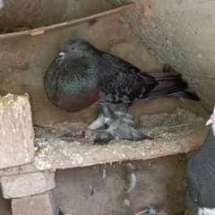 Ghobara male for sale black pouter male