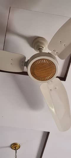 New Orignal Royal Ceiling Fans halfwhite color