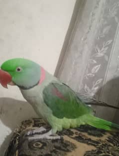 Very beautiful full birds for sale hand tame