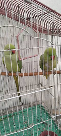 Green parrot  with cage 2Female