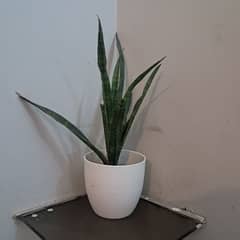 Snake Plant with Beautiful Vase