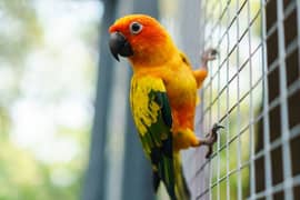 sun-conure for sales / with cheap prices