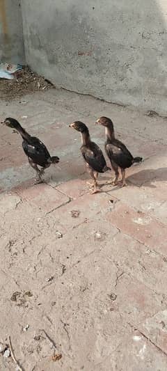 pure aseel chicks 1500 rupees ka 1 chick