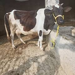 valati frezion cow