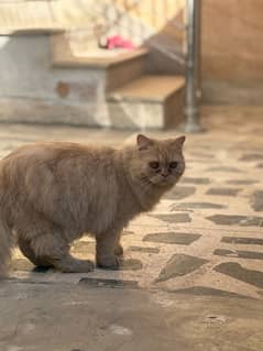 persian cats 2 urgent sale