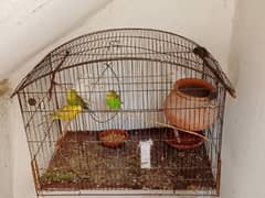 White red eyes and Australian parrot available