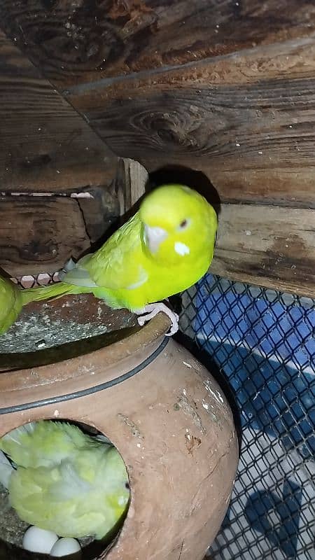 Australian parrots for sale 3