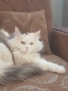 Persian cat triple coated