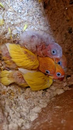 Love Bird lutino pasnata split blue pair with chicks phone 03040000494