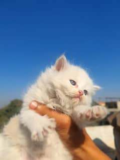 Persian kitten triple coat healthy and play full home breed for sale