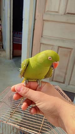 Hand tame with talking . . green parrot