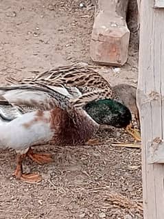 Pair of Ducks