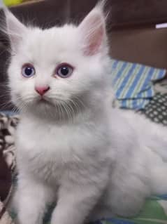 White Persian odd eyes male