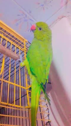 Colour Green indan ringneck