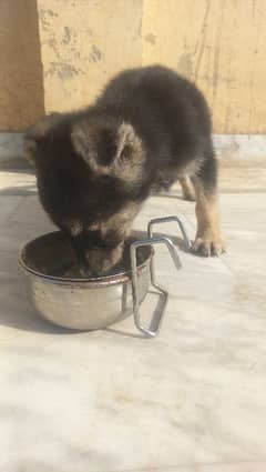 1.5 month old german shepherd puppy for urgent sale