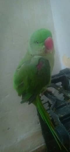 10 month old Kashmiri raw parrot for sale