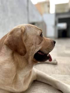 Labrador retriever pedigree available for (STUD)