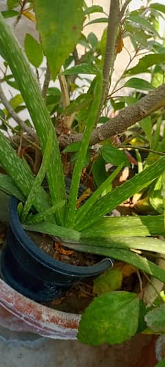 Lush green aloe vera