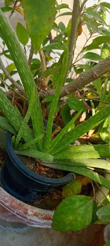 Lush green aloe vera 0