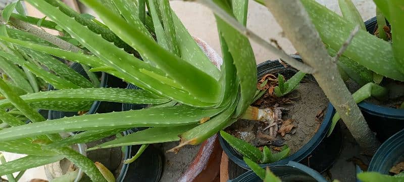 Lush green aloe vera 1