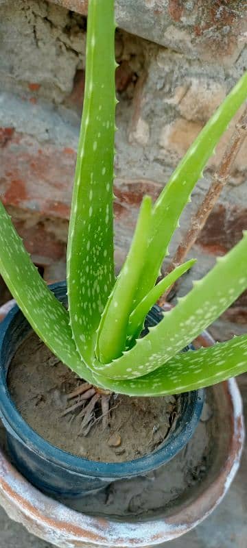 Lush green aloe vera 2