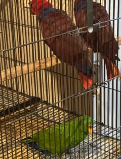 3 GRAND ECLECTUS FOR SALE 2 FEMALE 1 MALE