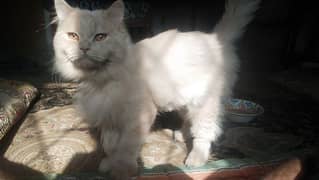 Persian male cat confirm stud 03220710757